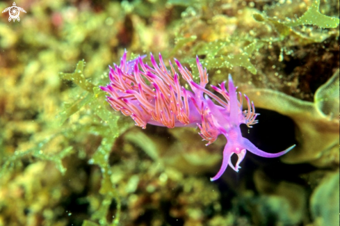 A nudibranch