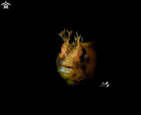 A Roughhead blenny