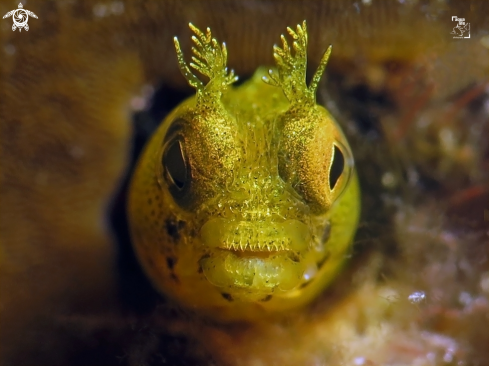 A Acanthemblemaria aspera | Roughhead Blenny