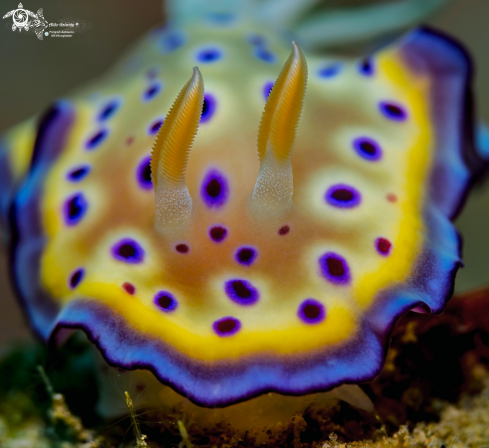 A Goniobranchus Nudibranch