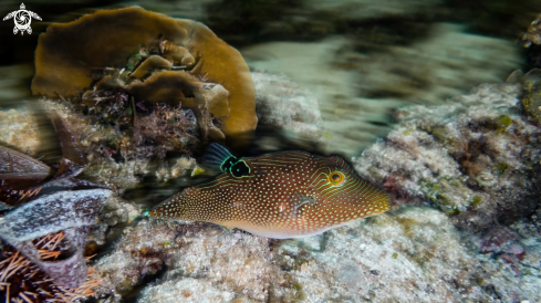 A Blue Spotted Puffer