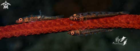 A Whip coral Goby 