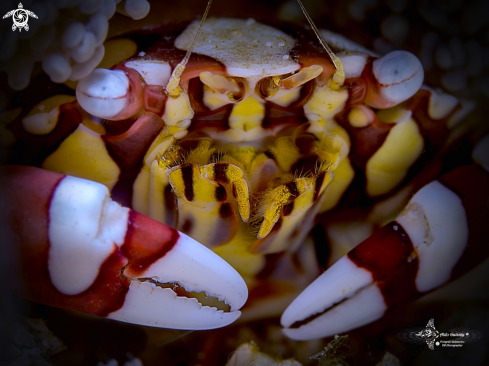 A Lissocarcinus laevis (Miers, 1886) | Harlequin Crab