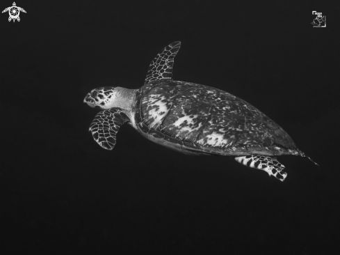 A Hawsbill Turtle