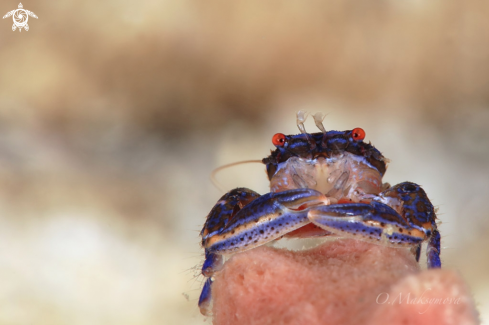 A Barrel Sponge Porcelain Crab (Aliaporcellana spongicola)