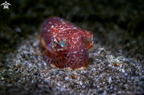 A Euprymna berryi | Cuttlefish