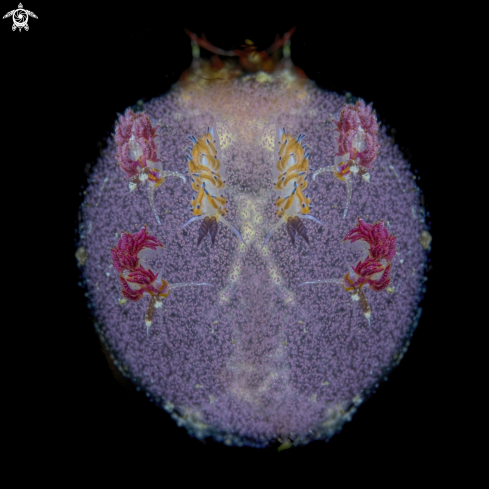 A Favorinus mirabilis (top L&R) and Favorinus tsuruganus (bottom R)