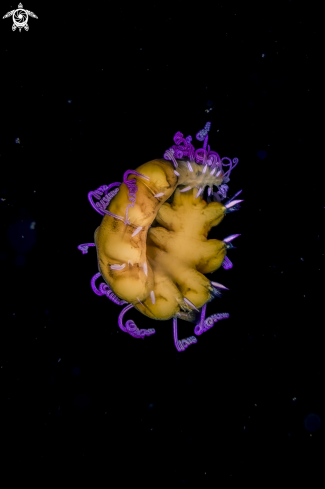 A cirratulid polychaete worm