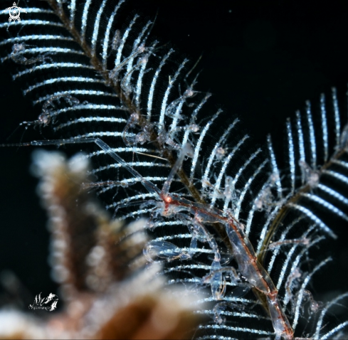 A Skeleton Shrimp 