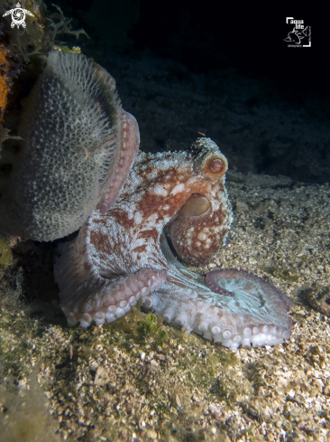 A Caribbean Reef Octopus