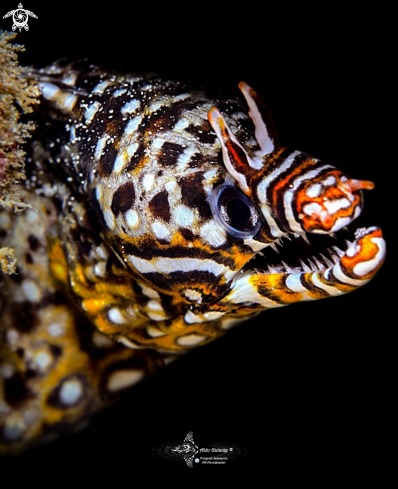 A Enchelycore pardalis (Temminck & Schlegel, 1846)  | Leopard Moray Eel