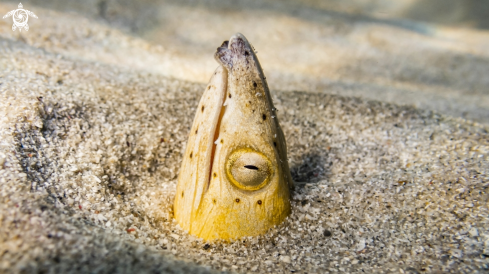 A Snake Eel