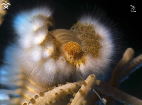 A Hermodice carunculata | Bearded Fireworm