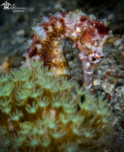 A Spiny Seahorse