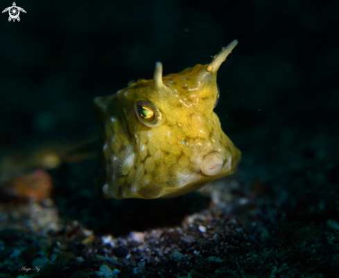 A Cowfish