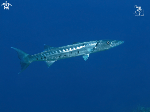 A Great Barracuda