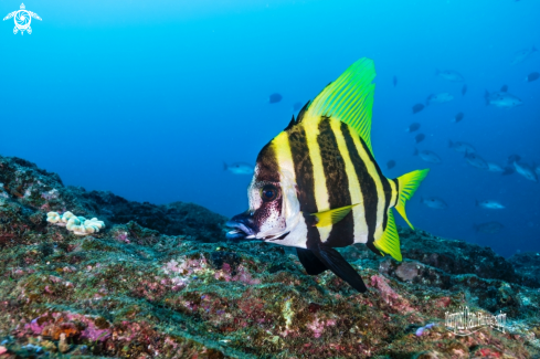 A Evistias acutirostris (Temminck & Schlegel, 1844) | Striped boarfish