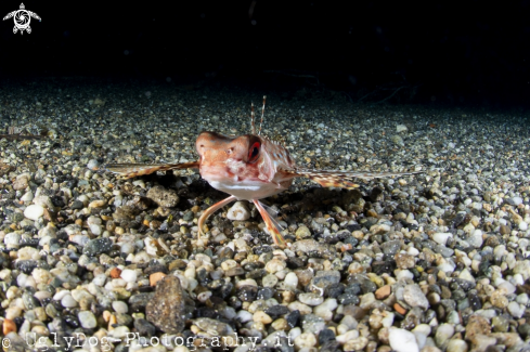 A Dactylopterus volitans | Pesce Civetta