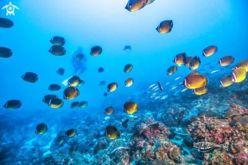 A  Chaetodon auripes Jordan & Snyder, 1901	 |  Oriental butterflyfish 