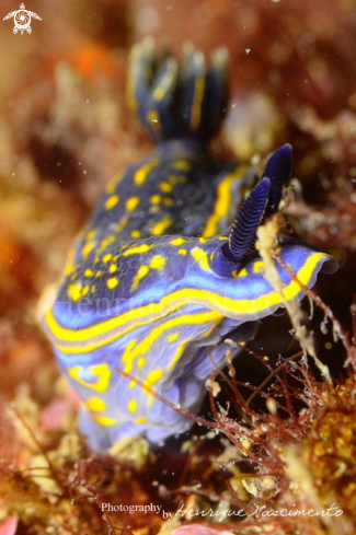 A Hypselodoris cantabrica | nudibranch