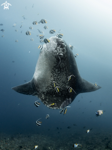 A Bump-Head Sunfish