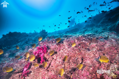 A Oriental butterflyfish 