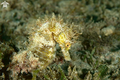 A Hippocampus guttulatus | Long-snouted seahorse