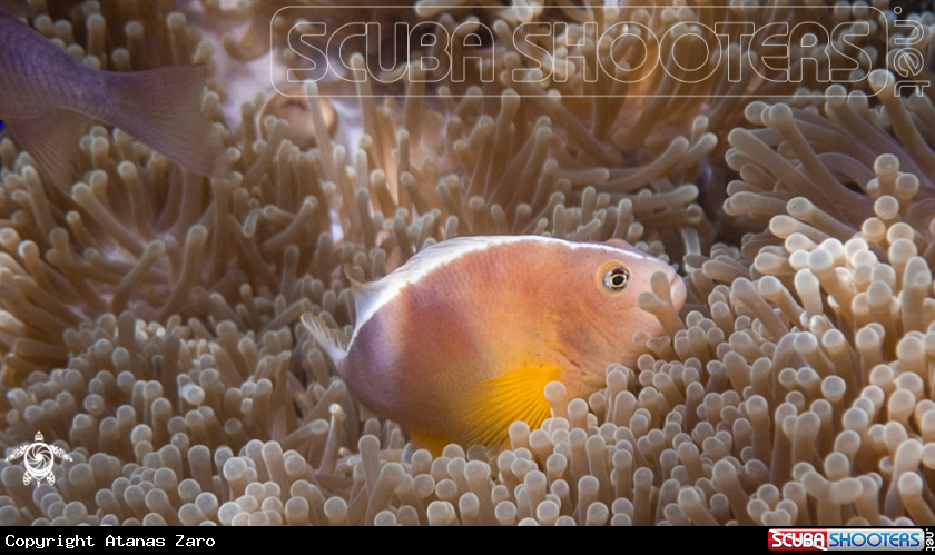 A Orange Anemonefish