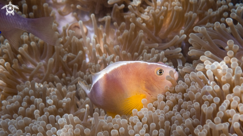 A Orange Anemonefish