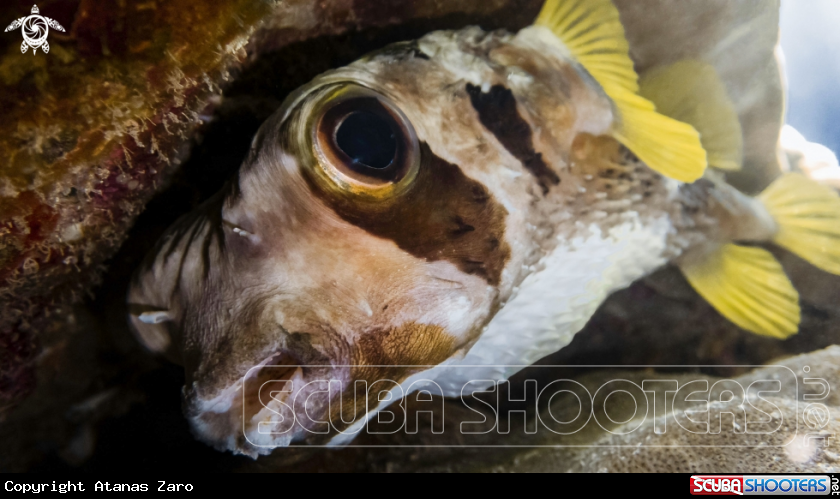 A Puffer Fish