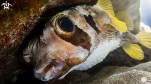 A Puffer Fish