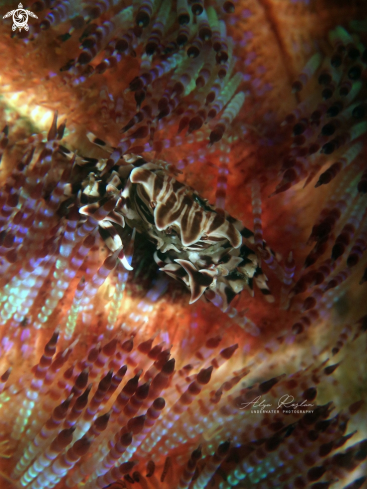 A Zebra Urchin Crab (Zebrida Adamsii)