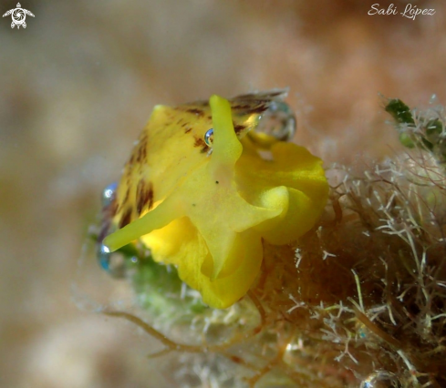 A Nudibranch