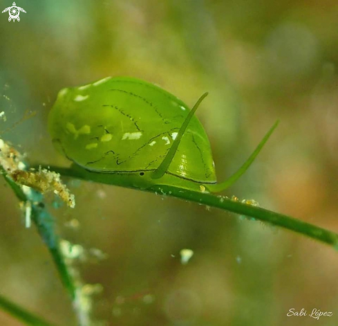 A Smaragdia viridis