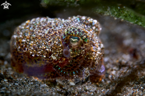 A Euprymna berryi | Cattlefish