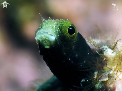 A Spinyhead Blenny