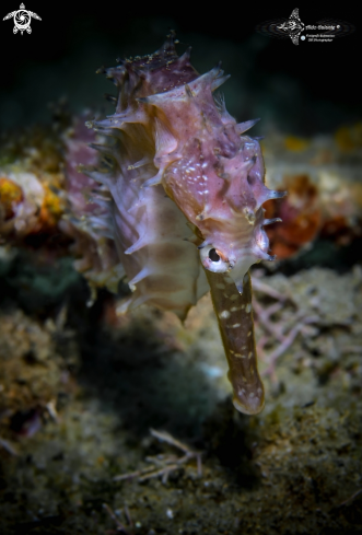 A Hippocampus histrix (Kaup, 1856)  | Spiny Seahorse