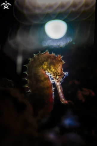 A Hippocampus hystrix , cavalluccio marino istrice , porcupine seahorse