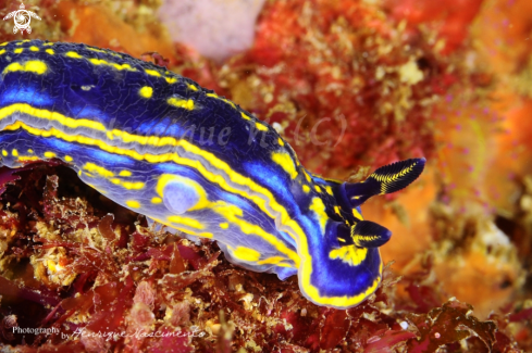 A Hypselodoris cantabrica  | nudibranch