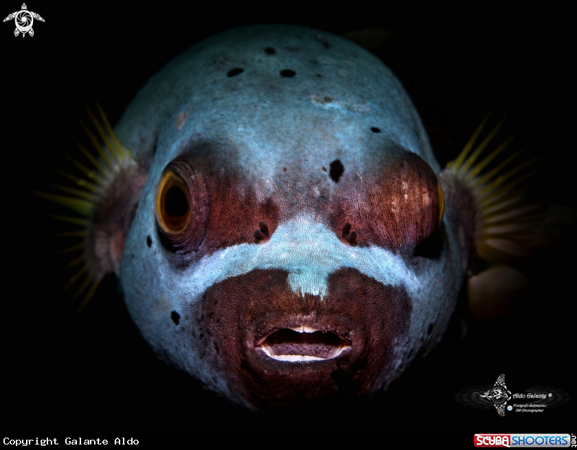 A Black Spotted Puffer Fish