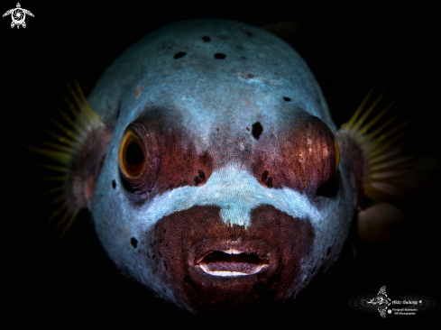 A Black Spotted Puffer Fish