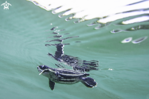 A Leatherback