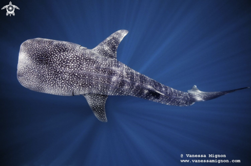 A Whale shark