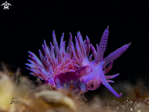 A Flabellina affinis