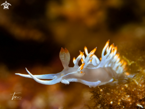 A Flabellina babai | Flabellina babai