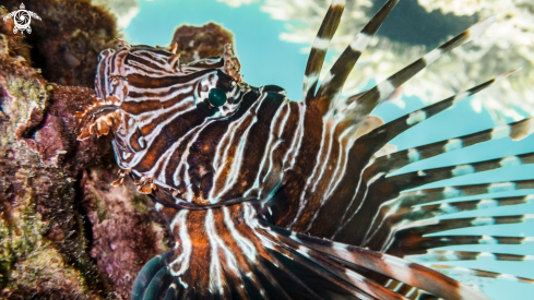 A Lionfish