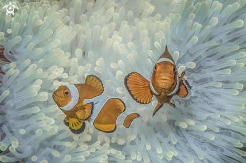 A Amphiprion ocellaris | clownfish