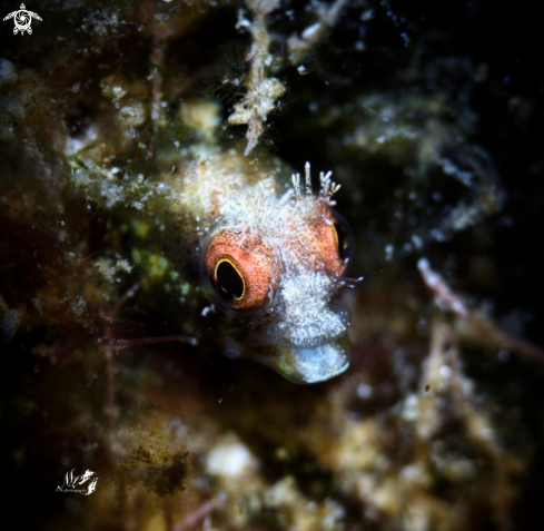 A Roughhead Blenny 