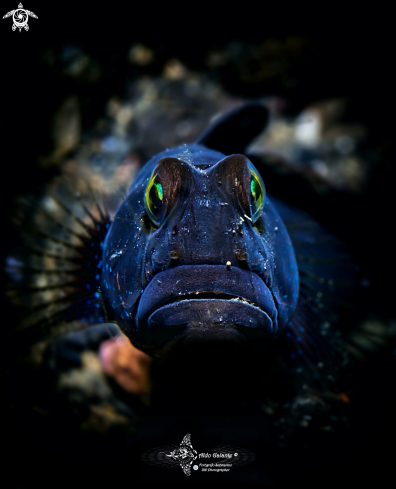 A Cryptocentrus fasciatus (Playfair, 1867)  | Barred Shrimp Goby