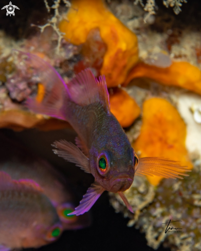 A Anthias anthias | Fairy Basslet